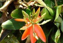 Heliconia Lodge 3 days 2 nights